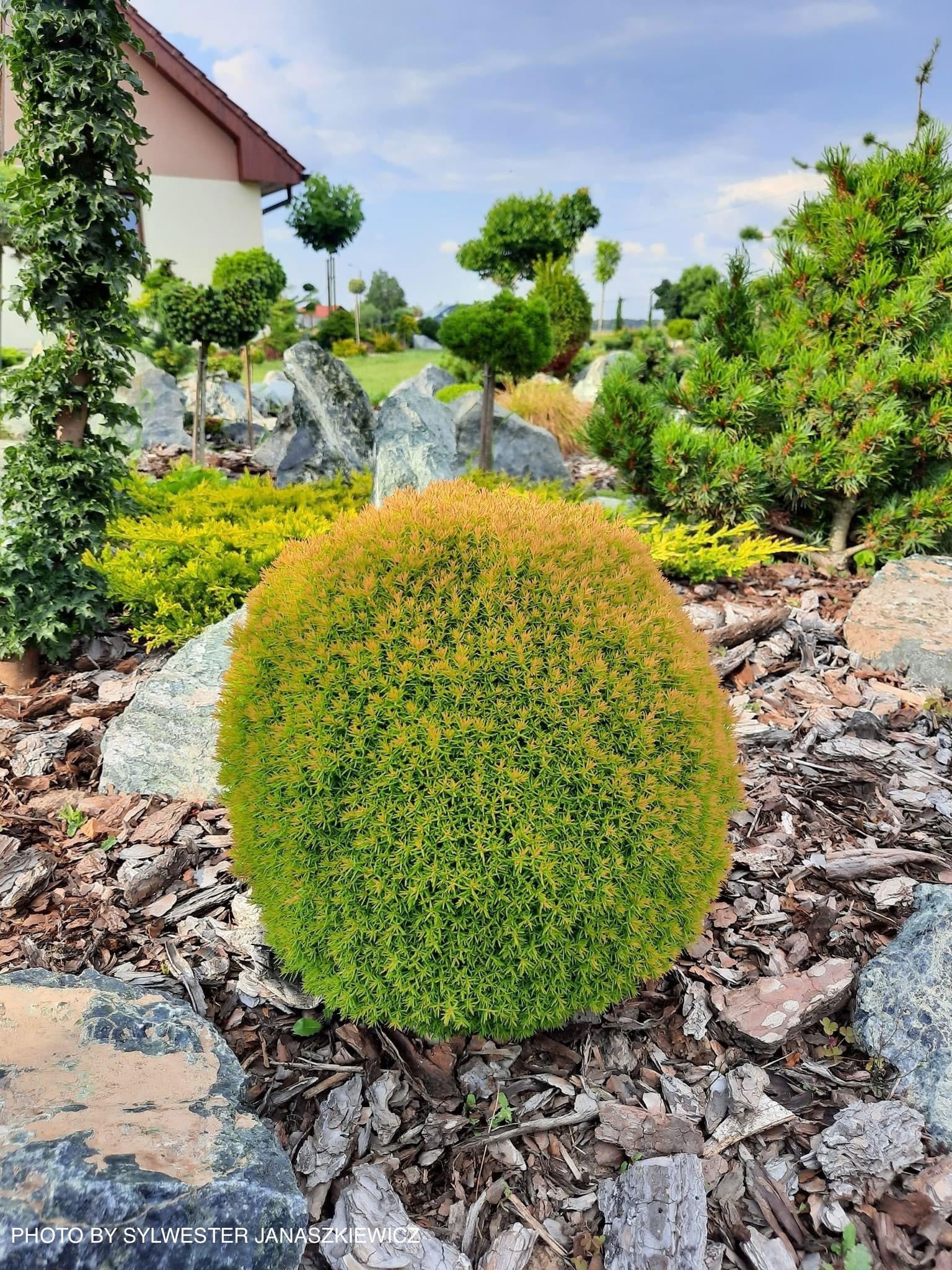 Buy Thuja occidentalis 'Anniek' Sienna Sunset™ Golden Arborvitae