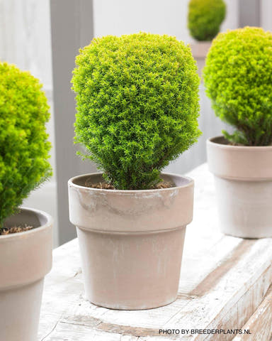 Thuja occidentalis 'Anniek' Sienna Sunset™ Golden Arborvitae - Mr Maple │ Buy Japanese Maple Trees