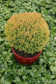 Thuja occidentalis 'Anniek' Sienna Sunset™ Golden Arborvitae - Mr Maple │ Buy Japanese Maple Trees