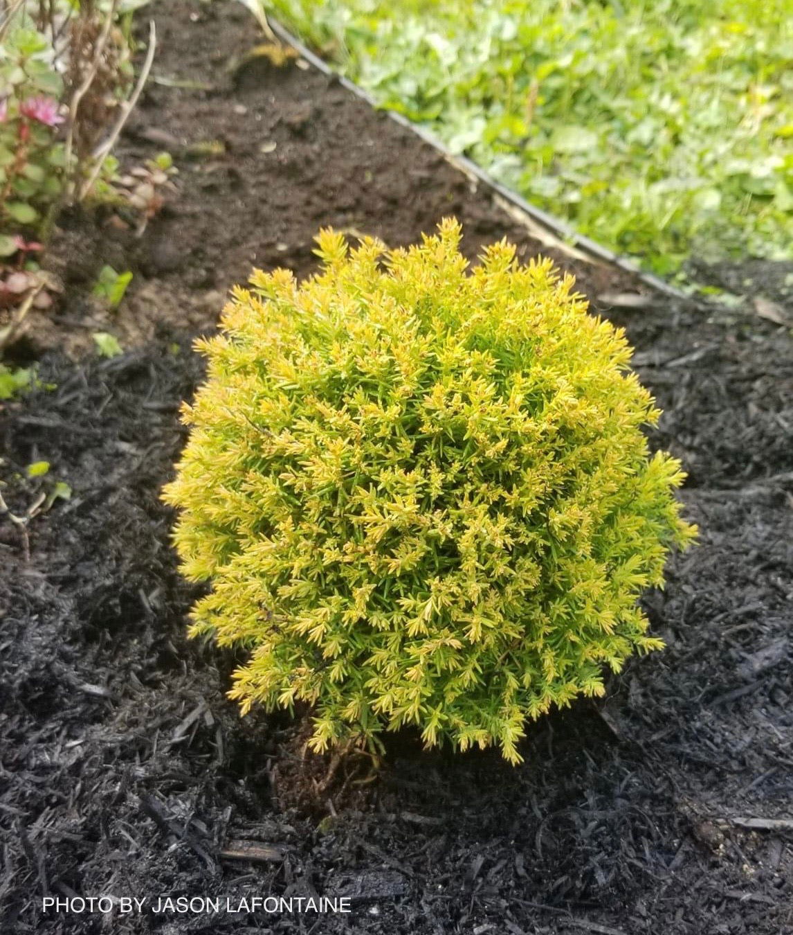 Buy Thuja occidentalis 'Anniek' Sienna Sunset™ Golden Arborvitae