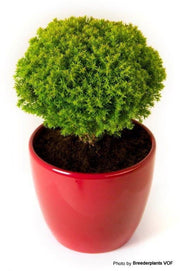 Thuja occidentalis 'Anniek' Sienna Sunset™ Golden Arborvitae - Mr Maple │ Buy Japanese Maple Trees