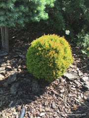 Thuja occidentalis 'Anniek' Sienna Sunset™ Golden Arborvitae - Mr Maple │ Buy Japanese Maple Trees