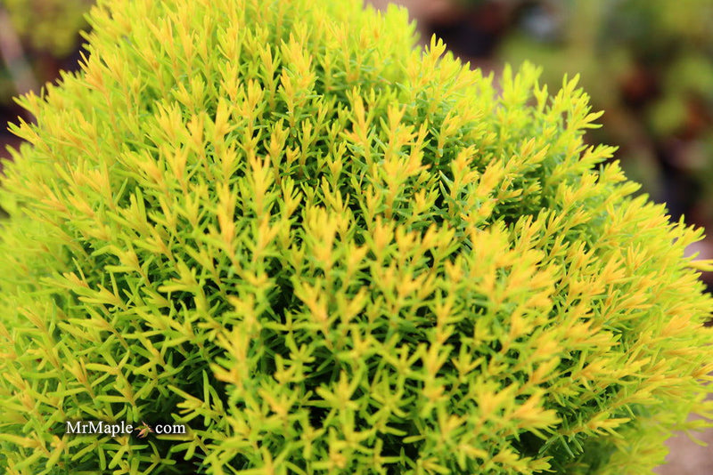 Thuja occidentalis 'Anniek' Sienna Sunset™ Golden Arborvitae - Mr Maple │ Buy Japanese Maple Trees