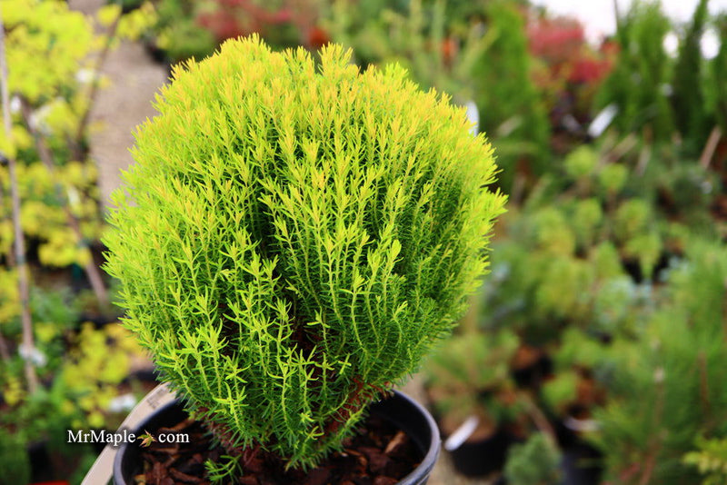 Thuja occidentalis 'Anniek' Sienna Sunset™ Golden Arborvitae - Mr Maple │ Buy Japanese Maple Trees