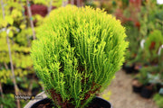 Thuja occidentalis 'Anniek' Sienna Sunset™ Golden Arborvitae - Mr Maple │ Buy Japanese Maple Trees