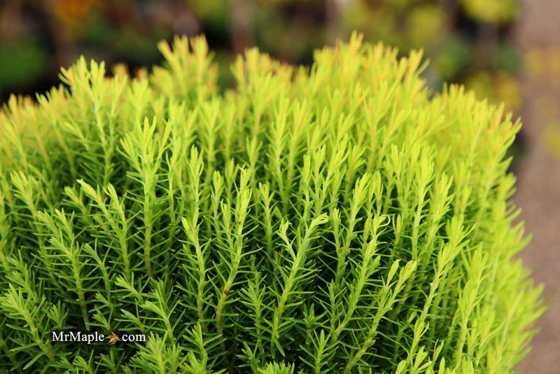 Thuja occidentalis 'Anniek' Sienna Sunset™ Golden Arborvitae - Mr Maple │ Buy Japanese Maple Trees