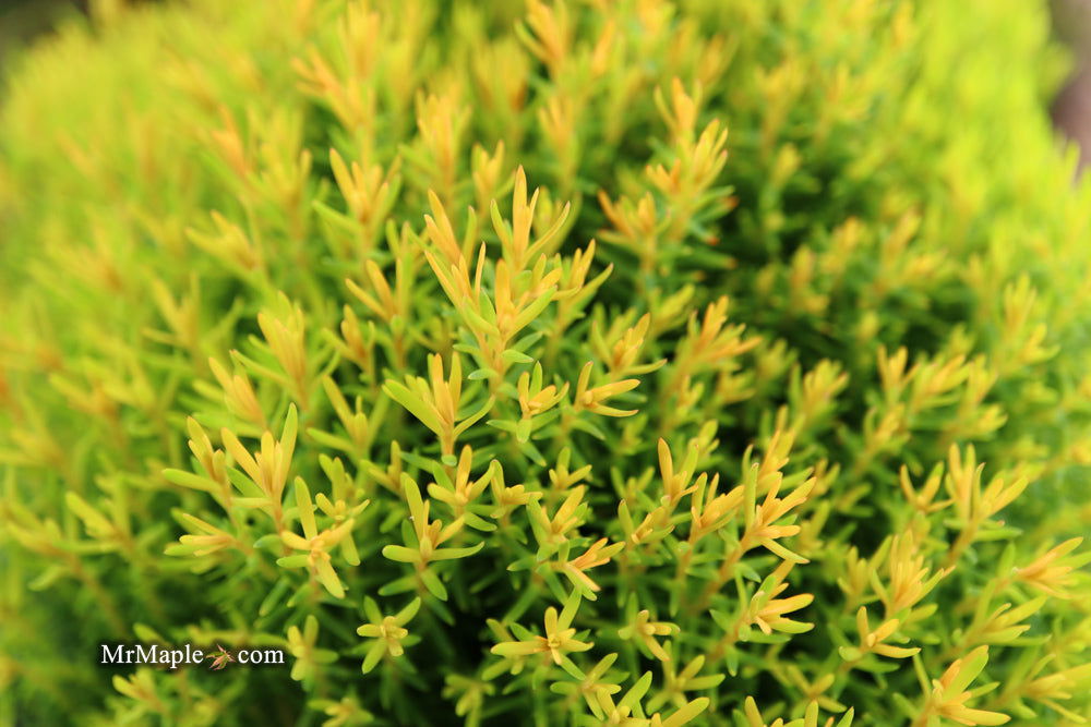 Buy Thuja occidentalis 'Anniek' Sienna Sunset™ Golden Arborvitae