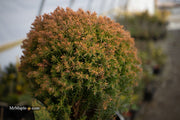 Thuja occidentalis 'Anniek' Sienna Sunset™ Golden Arborvitae - Mr Maple │ Buy Japanese Maple Trees