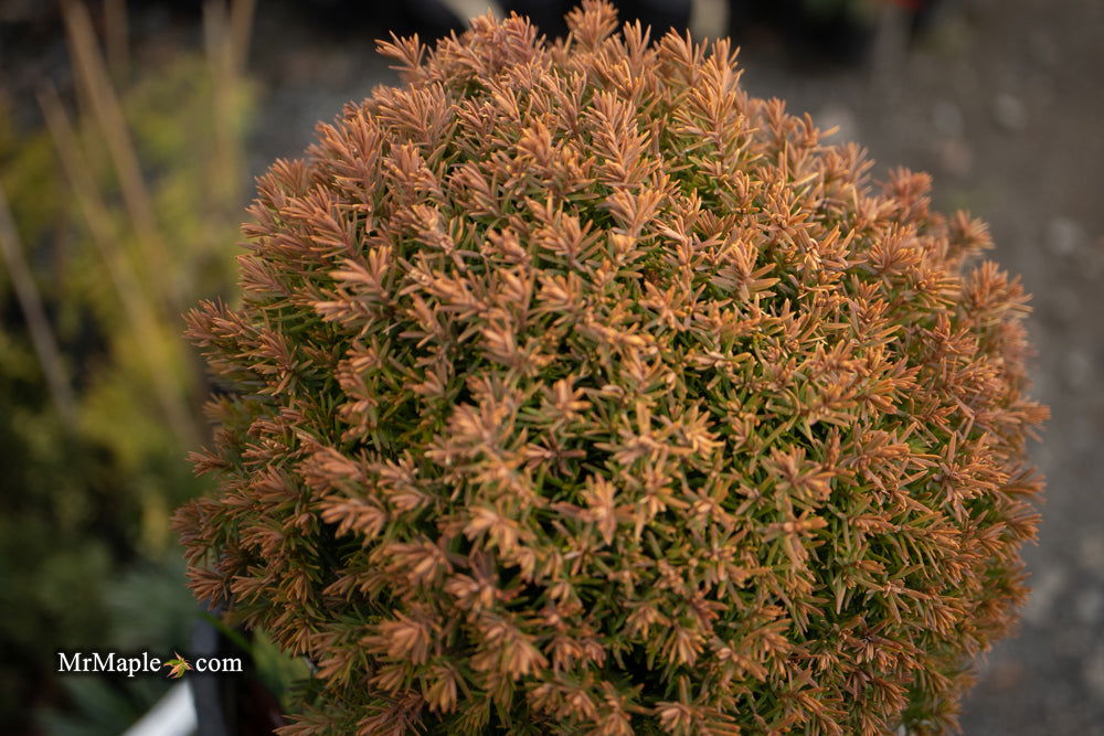 Buy Thuja occidentalis 'Anniek' Sienna Sunset™ Golden Arborvitae