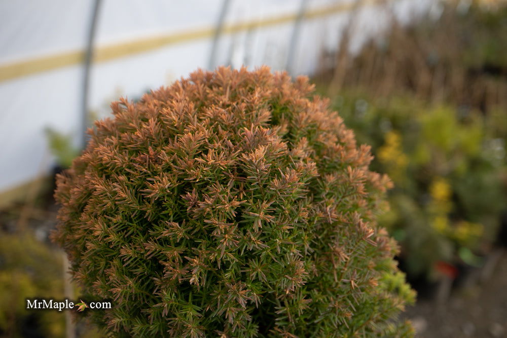 Buy Thuja occidentalis 'Anniek' Sienna Sunset™ Golden Arborvitae