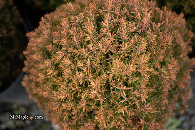 Thuja occidentalis 'Anniek' Sienna Sunset™ Golden Arborvitae - Mr Maple │ Buy Japanese Maple Trees