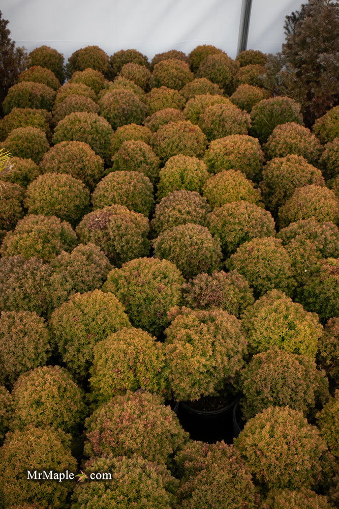 Buy Thuja occidentalis 'Anniek' Sienna Sunset™ Golden Arborvitae Buy Thuja occidentalis 'Anniek' Sienna Sunset™ Golden Arborvitae