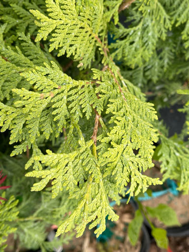 Thuja occidentalis 'Aureovariegata' Variegated Arborvitae - Mr Maple │ Buy Japanese Maple Trees