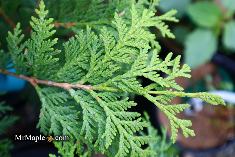 Thuja occidentalis 'Aureovariegata' Variegated Arborvitae - Mr Maple │ Buy Japanese Maple Trees