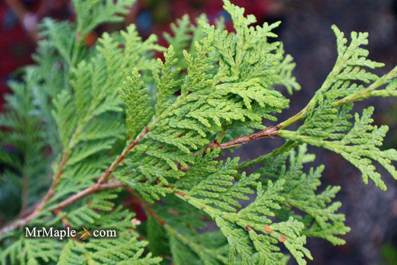 Thuja occidentalis 'Aureovariegata' Variegated Arborvitae - Mr Maple │ Buy Japanese Maple Trees