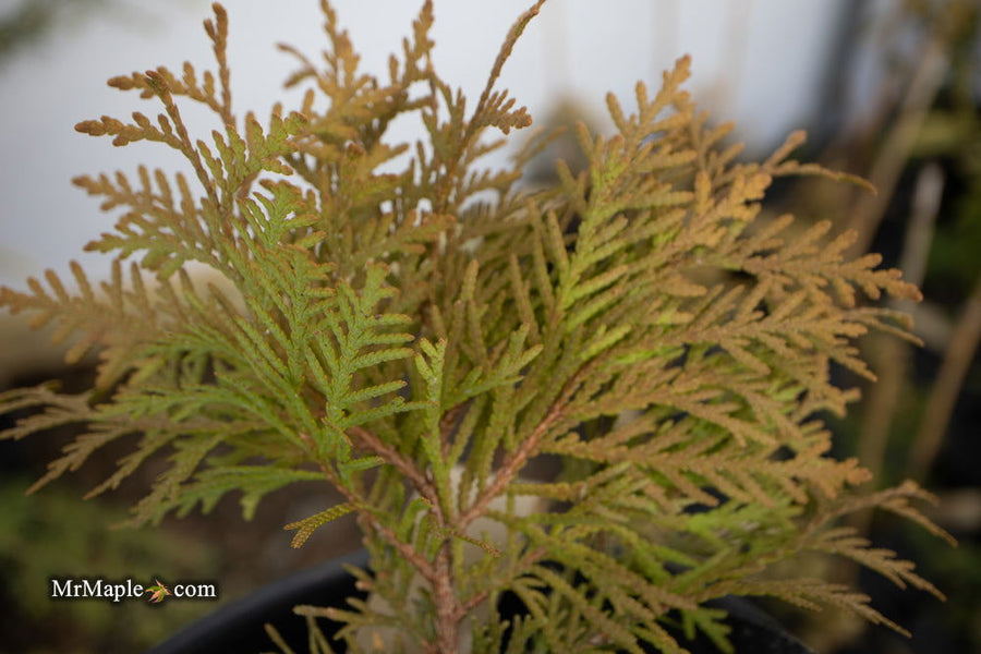 Thuja occidentalis 'Autumn Moon' Dwarf Arborvitae — Mr Maple