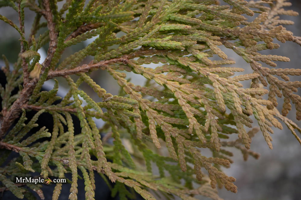 Thuja occidentalis 'Autumn Moon' Dwarf Arborvitae — Mr Maple