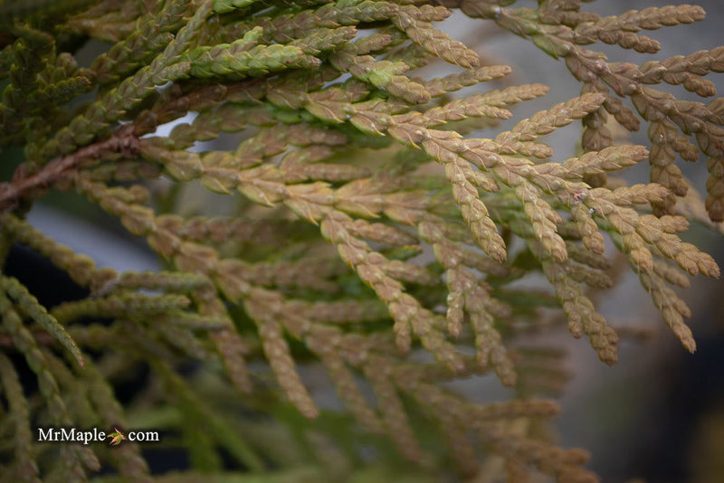 Thuja occidentalis 'Autumn Moon' Dwarf Arborvitae - Mr Maple │ Buy Japanese Maple Trees