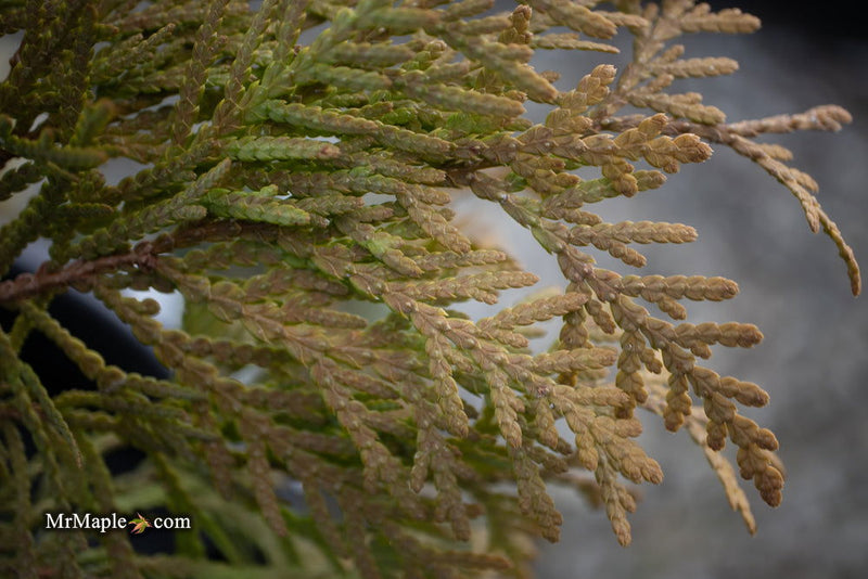 Thuja occidentalis 'Autumn Moon' Dwarf Arborvitae - Mr Maple │ Buy Japanese Maple Trees