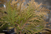 Thuja occidentalis 'Autumn Moon' Dwarf Arborvitae - Mr Maple │ Buy Japanese Maple Trees