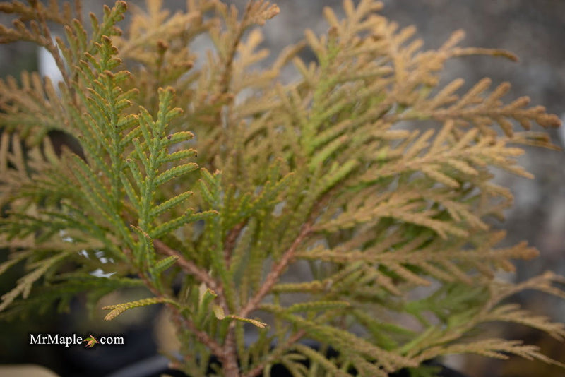 Thuja occidentalis 'Autumn Moon' Dwarf Arborvitae - Mr Maple │ Buy Japanese Maple Trees
