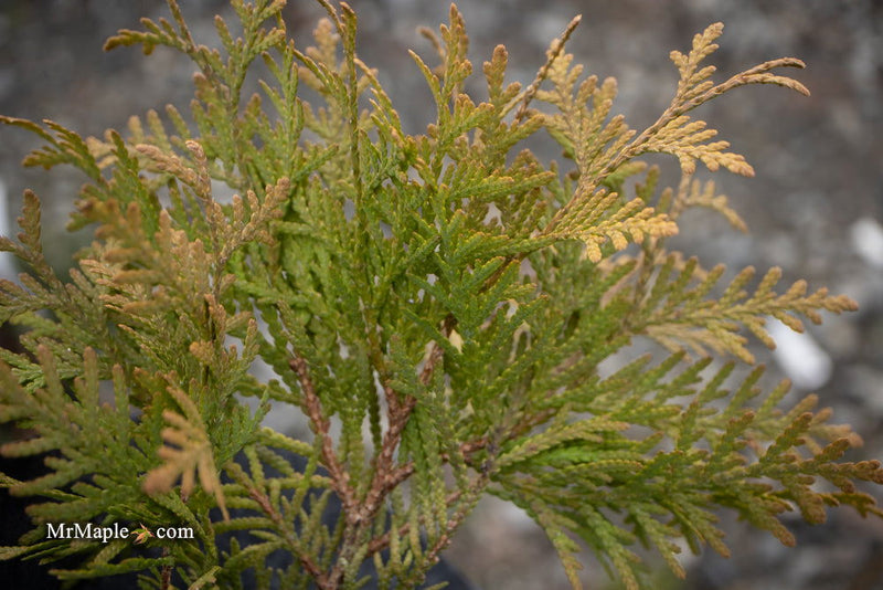 Thuja occidentalis 'Autumn Moon' Dwarf Arborvitae - Mr Maple │ Buy Japanese Maple Trees