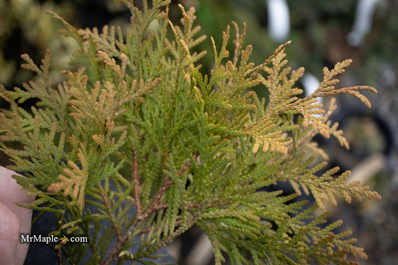 Thuja occidentalis 'Autumn Moon' Dwarf Arborvitae - Mr Maple │ Buy Japanese Maple Trees
