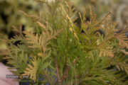 Thuja occidentalis 'Autumn Moon' Dwarf Arborvitae - Mr Maple │ Buy Japanese Maple Trees