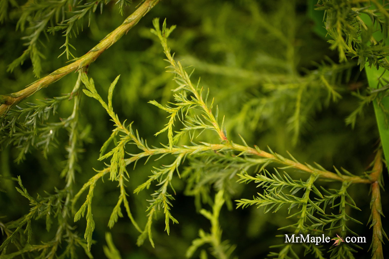 Thuja occidentalis 'Coral Sea Green' Dwarf Arborvitae — Mr Maple