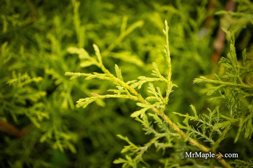 Thuja occidentalis 'Coral Sea Green' Dwarf Arborvitae - Mr Maple │ Buy Japanese Maple Trees