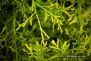 Thuja occidentalis 'Coral Sea Green' Dwarf Arborvitae - Mr Maple │ Buy Japanese Maple Trees