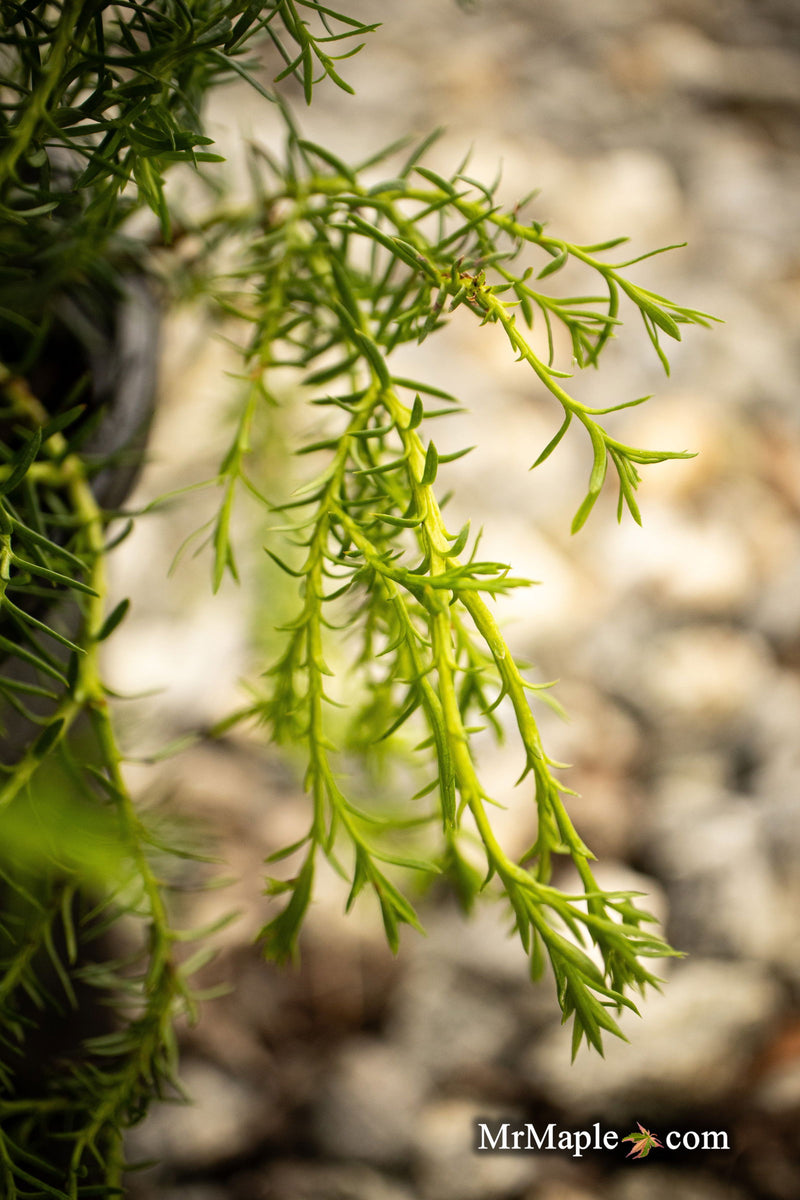 Thuja occidentalis 'Coral Sea Green' Dwarf Arborvitae - Mr Maple │ Buy Japanese Maple Trees