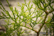 Thuja occidentalis 'Coral Sea Green' Dwarf Arborvitae - Mr Maple │ Buy Japanese Maple Trees