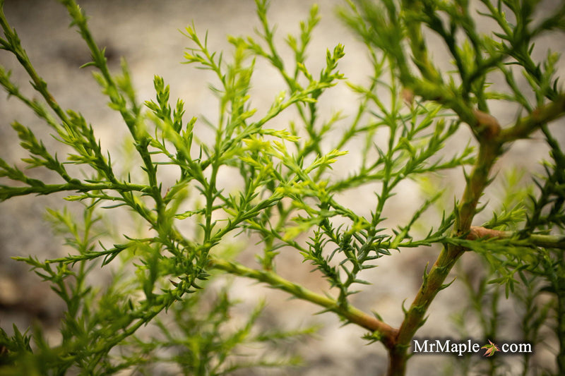 Thuja occidentalis 'Coral Sea Green' Dwarf Arborvitae - Mr Maple │ Buy Japanese Maple Trees
