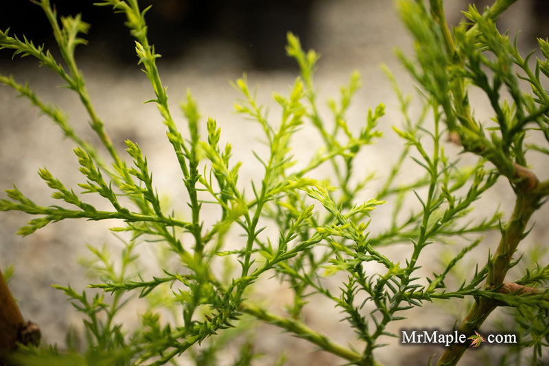 Thuja occidentalis 'Coral Sea Green' Dwarf Arborvitae - Mr Maple │ Buy Japanese Maple Trees