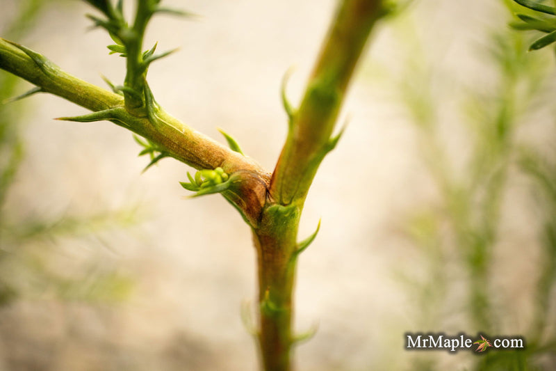 Thuja occidentalis 'Coral Sea Green' Dwarf Arborvitae - Mr Maple │ Buy Japanese Maple Trees