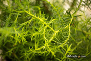 Thuja occidentalis 'Coral Sea Green' Dwarf Arborvitae - Mr Maple │ Buy Japanese Maple Trees