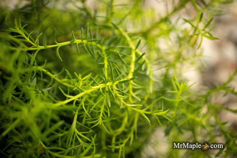 Thuja occidentalis 'Coral Sea Green' Dwarf Arborvitae - Mr Maple │ Buy Japanese Maple Trees
