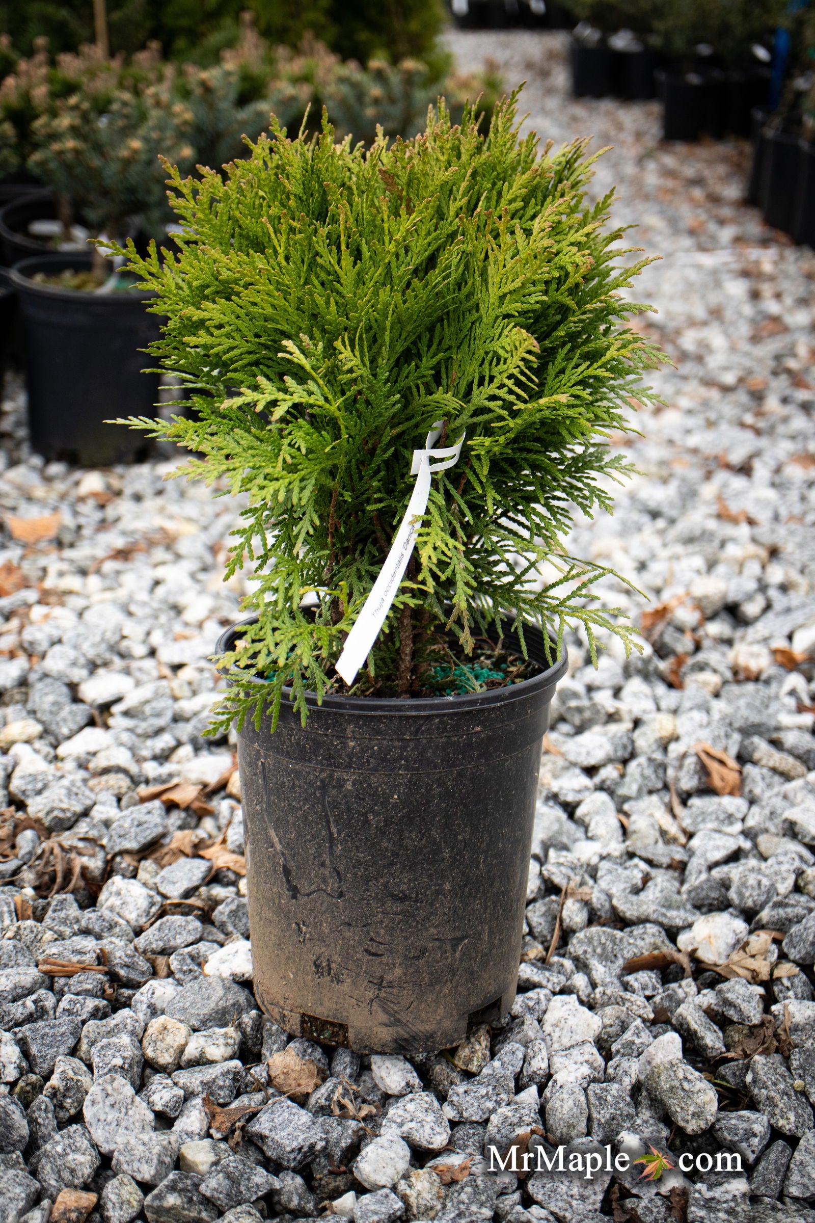 Buy Thuja occidentalis 'Danica' Arborvitae — Mr Maple │ Buy