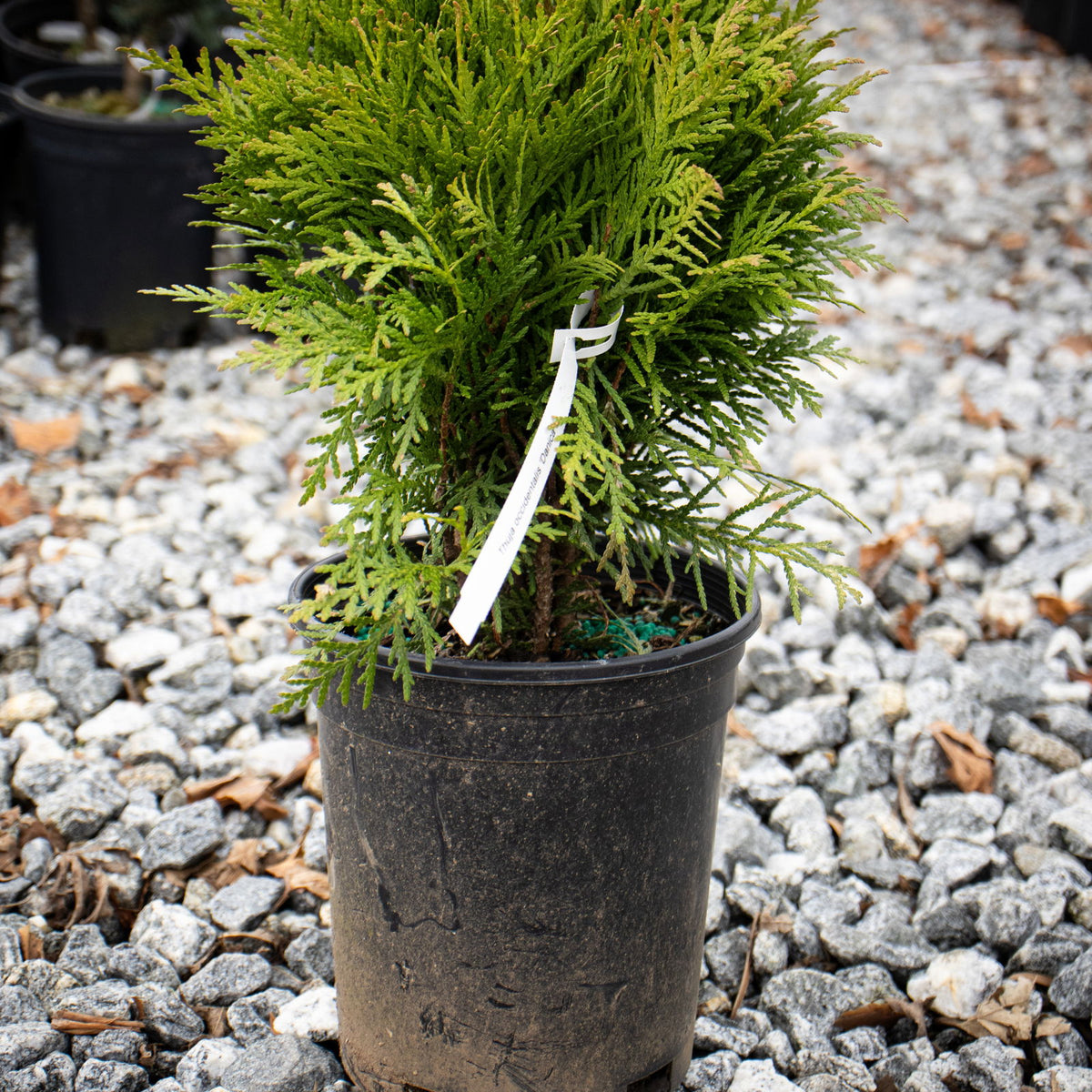 Buy Thuja occidentalis 'Danica' Arborvitae — Mr Maple │ Buy