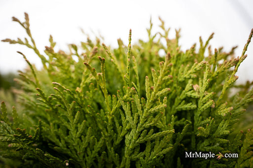 Thuja occidentalis 'Danica' Variegated Arborvitae - Mr Maple │ Buy Japanese Maple Trees