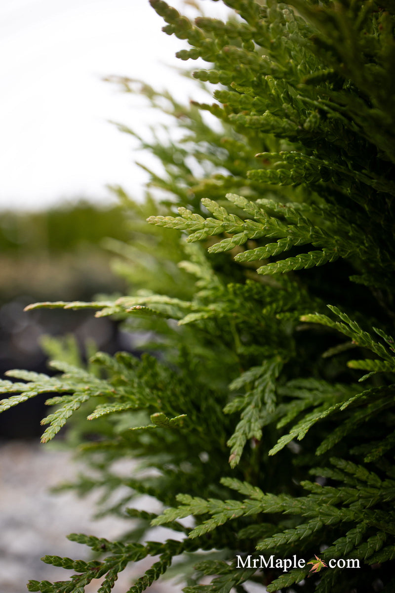 Thuja occidentalis 'Danica' Variegated Arborvitae - Mr Maple │ Buy Japanese Maple Trees