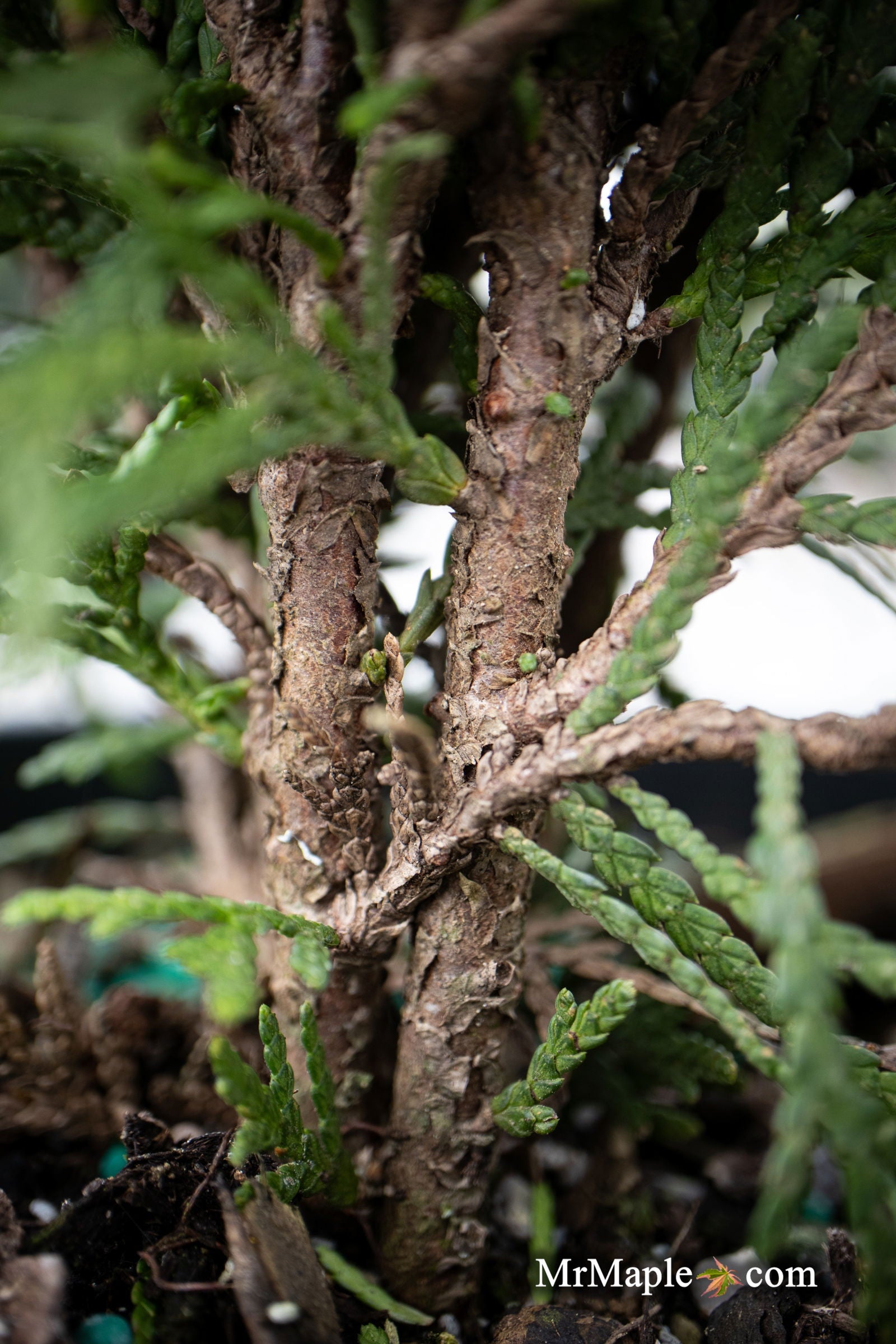 Buy Thuja occidentalis 'Danica' Arborvitae — Mr Maple │ Buy