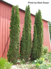 Thuja occidentalis 'Degroot's Spire' Columnar Arborvitae - Mr Maple │ Buy Japanese Maple Trees
