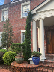 Thuja occidentalis 'Degroot's Spire' Columnar Arborvitae - Mr Maple │ Buy Japanese Maple Trees