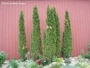 Thuja occidentalis 'Degroot's Spire' Columnar Arborvitae - Mr Maple │ Buy Japanese Maple Trees