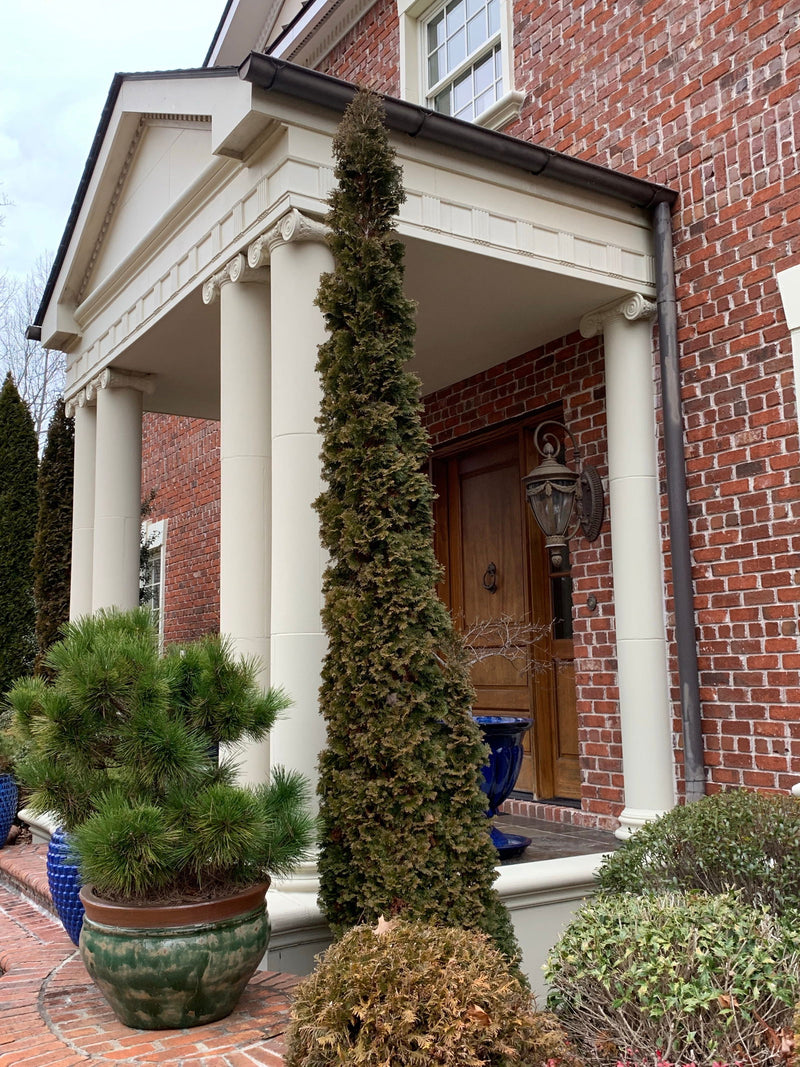 Thuja occidentalis 'Degroot's Spire' Columnar Arborvitae - Mr Maple │ Buy Japanese Maple Trees