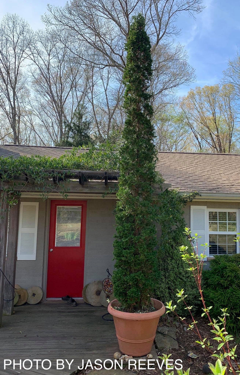Thuja occidentalis 'Degroot's Spire' Columnar Arborvitae - Mr Maple │ Buy Japanese Maple Trees