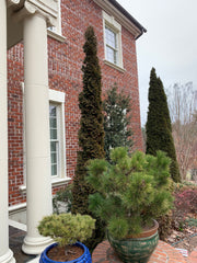 Thuja occidentalis 'Degroot's Spire' Columnar Arborvitae - Mr Maple │ Buy Japanese Maple Trees
