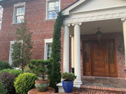 Thuja occidentalis 'Degroot's Spire' Columnar Arborvitae - Mr Maple │ Buy Japanese Maple Trees